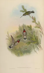 Heliomaster constantii